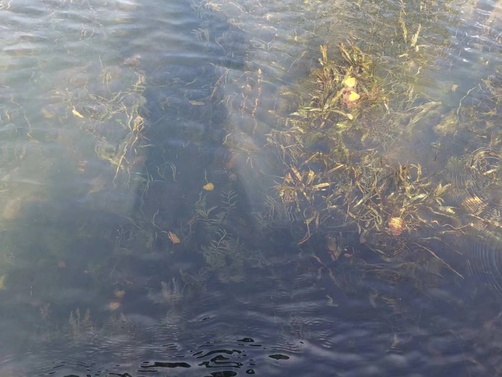 蕭縣趙莊盛屯坑塘治理后清澈見底