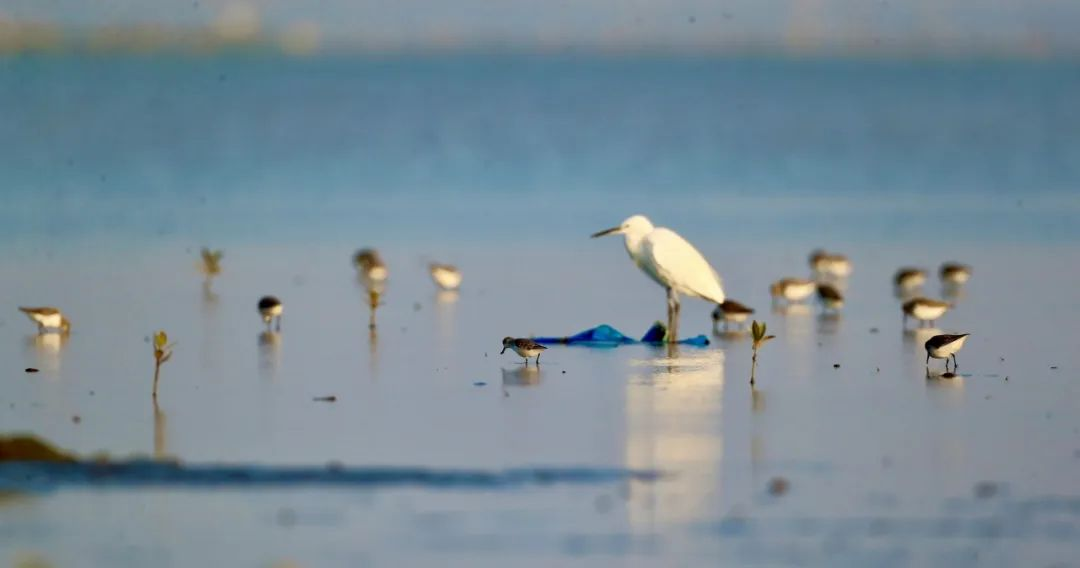 四個案例解碼江蘇生物多樣性保護新范式