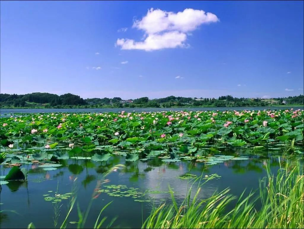 徐州市代市長沈峻峰：強調全力做好駱馬湖安全度夏和治理保護工作