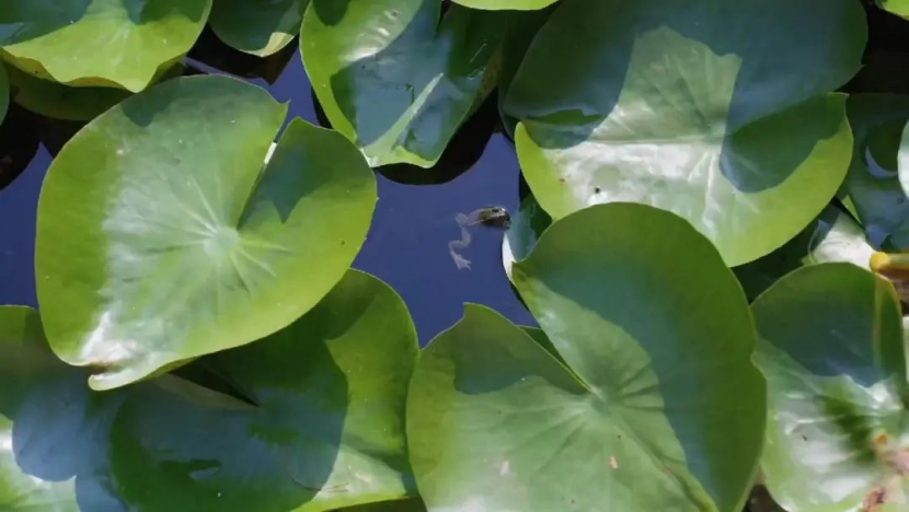 從“工程水”到“生態活水”，這里打造尾水濕地的樣板